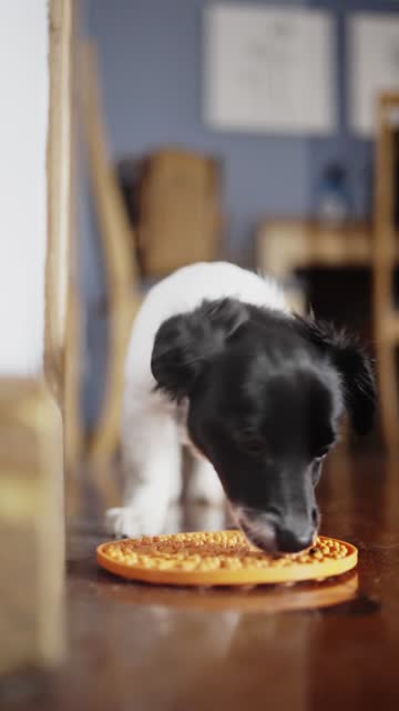 Border collie puppy eating from its dog food bowl at home