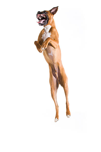 Excited jumping boxer dog stock photo