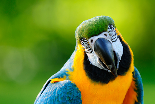 Close-up of a great green macaw. Bird in the wild, Costa Rica. Ara ambigua.