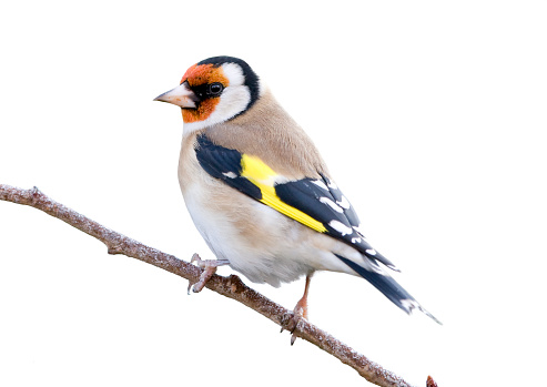 A closeup shot of a male hawfinch sitting on a branch with a blurry background