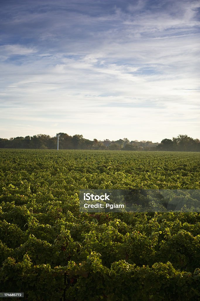列の grapevines のワイナリー - つる草のロイヤリティフリーストックフォト