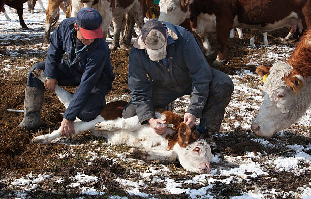 vitello farmaco. - domestic cattle calf mother field foto e immagini stock