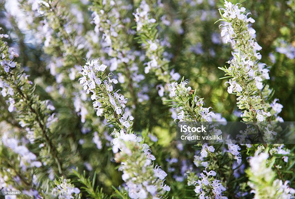 Rosemary w kwiat - Zbiór zdjęć royalty-free (Bez ludzi)