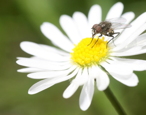 Macro shot of fly sitting on blossom feeding nectar