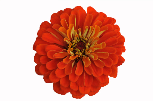 Isolated orange zinnia flower. For more flowers (click