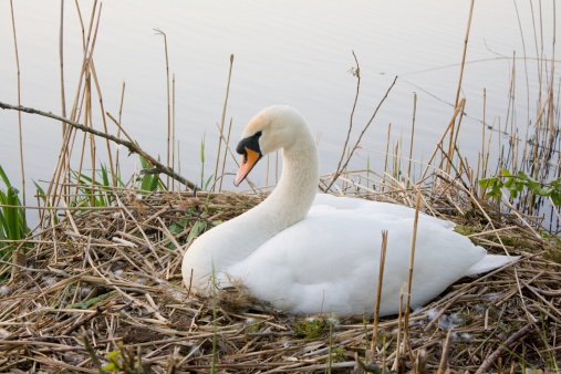 Mother Swan with two offspring swans in the wild