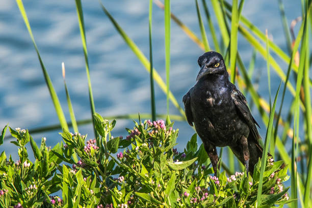 istock Leonabelle Turnbull Birding Center, Port Aransas, Texas 1746860334