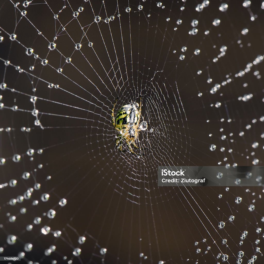 Spider und wet-Webstreifen - Lizenzfrei Extreme Nahaufnahme Stock-Foto