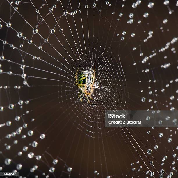 Spider Web E Mobile - Fotografie stock e altre immagini di Acqua - Acqua, Animale, Close-up