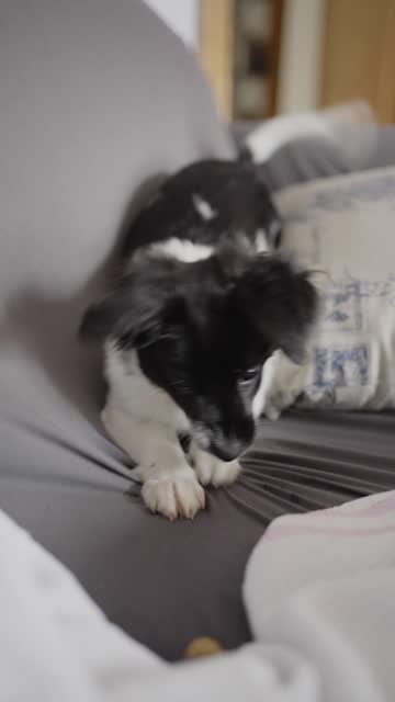 Cute border collie puppy playing with a blanket at home
