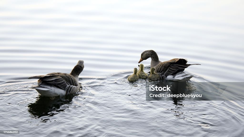 Gänse Familie mit frischen kleinen - Lizenzfrei Bach Stock-Foto