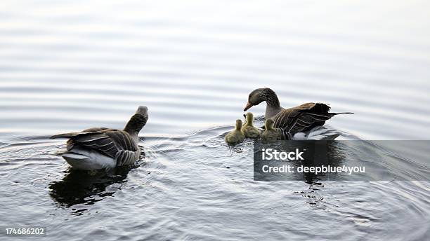 Gänse Familie Mit Frischen Kleinen Stockfoto und mehr Bilder von Bach - Bach, Bewegungsunschärfe, Das Leben zu Hause