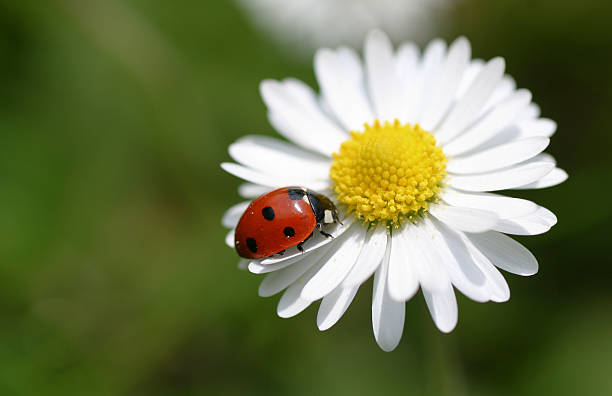 lady bug Lady bug on a daisy seven spot ladybird stock pictures, royalty-free photos & images