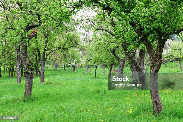 Photo libre de droit de Apple Orchard banque d'images et plus d'images libres de droit de Arbre - Arbre, Flore, Herbe