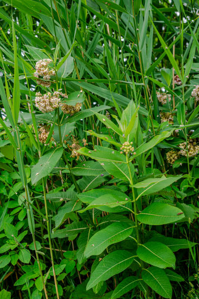 istock Wildflowers and plants by the St-Lawrence River 1746863179