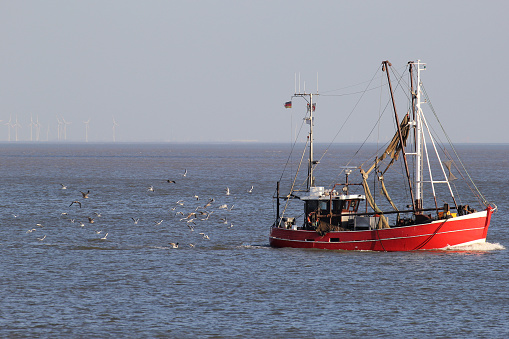 Mackerel caught via hand line are hauled aboard a fishing boat.