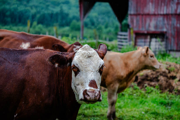 Cows grazing on farm meadows in the mountains