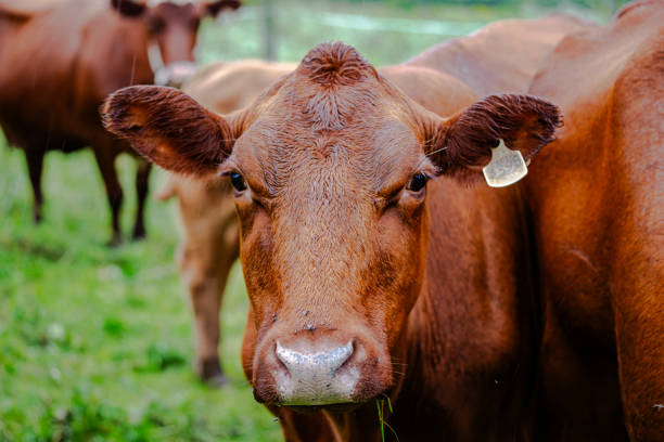 istock Cows grazing on farm meadows in the mountains 1746863254