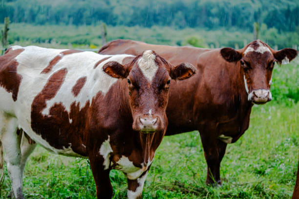 istock Cows grazing on farm meadows in the mountains 1746863761