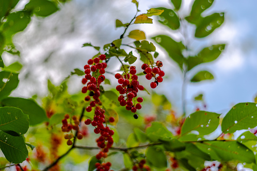 Wild cherries tree in the mountains