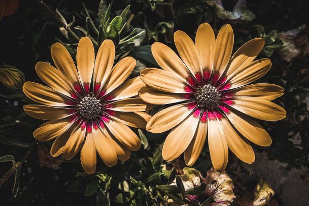 Closeup of a yellow flower