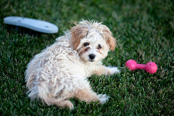 istock Shih Tzu Puppy 174686462