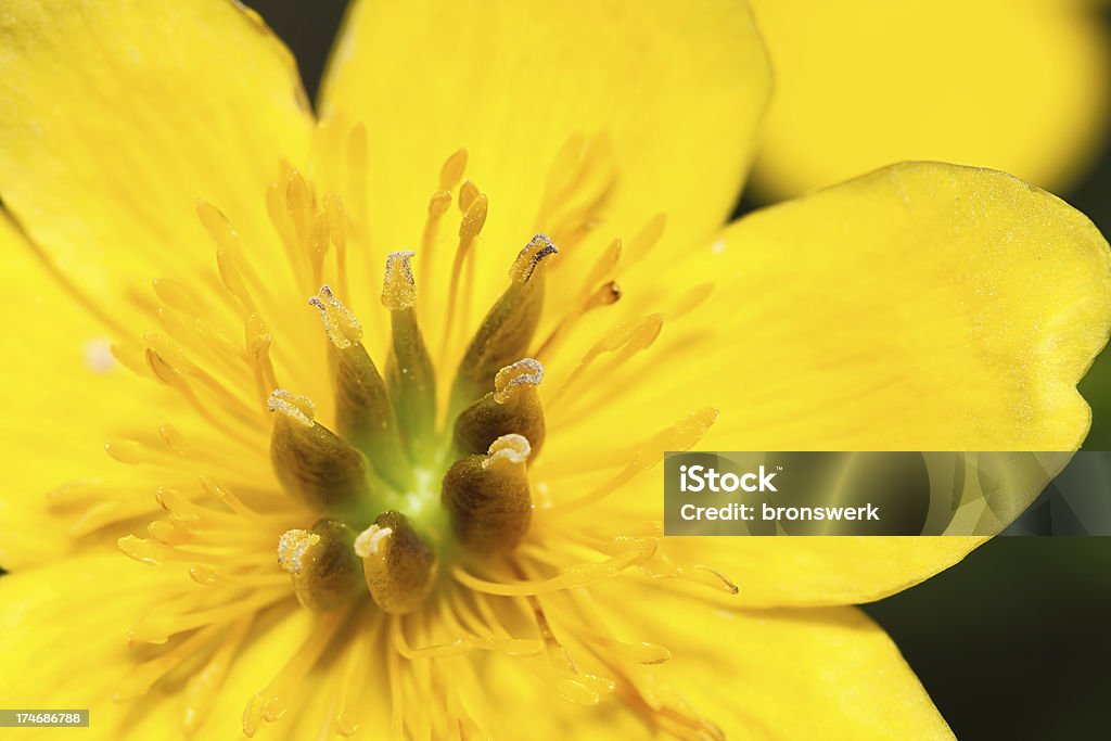 Flor Macro - Foto de stock de Amarelo royalty-free