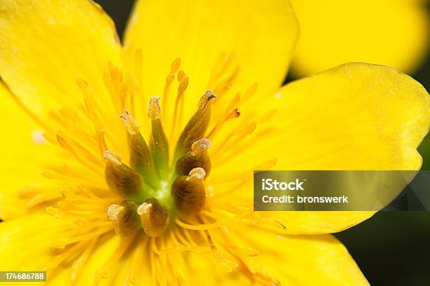 Foto de Flor Macro e mais fotos de stock de Amarelo - Amarelo, Beleza natural - Natureza, Botânica - Assunto