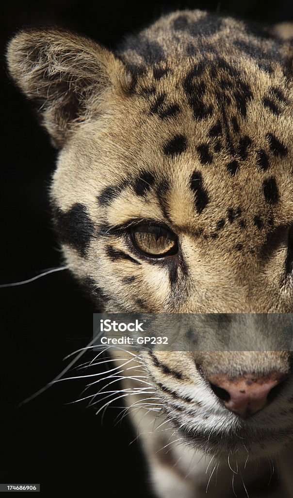 Leopard auf schwarzem Hintergrund - Lizenzfrei Leopard Stock-Foto
