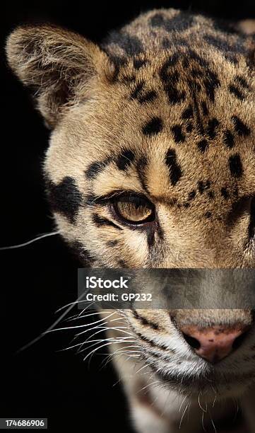 Foto de Leopardo Em Fundo Preto e mais fotos de stock de Fundo preto - Fundo preto, Leopardo, Animais em Extinção