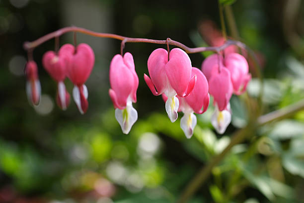 istock Dicentra spectabilis - the bleeding heart flower 174686931