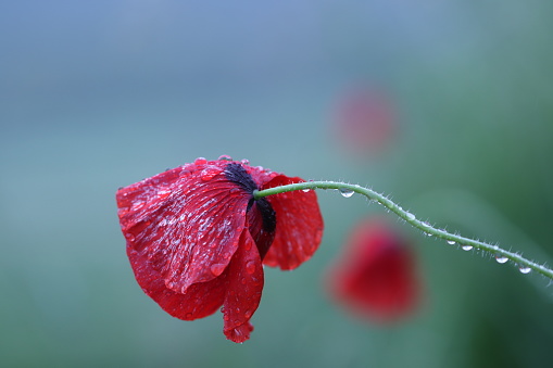 A Red poppy flower under the Rain