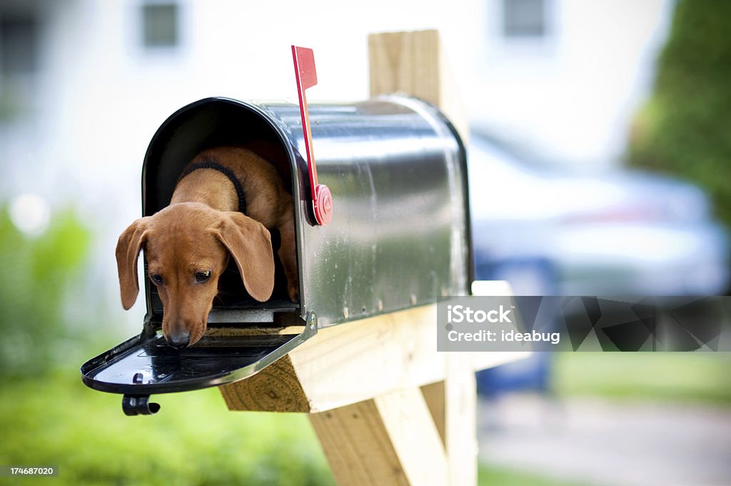 Dachshund miniatura em uma caixa de correio - Foto de stock de Caixa de correio royalty-free