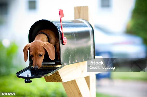 Foto de Dachshund Miniatura Em Uma Caixa De Correio e mais fotos de stock de Caixa de correio - Caixa de correio, Cão, Caixa de correio pública