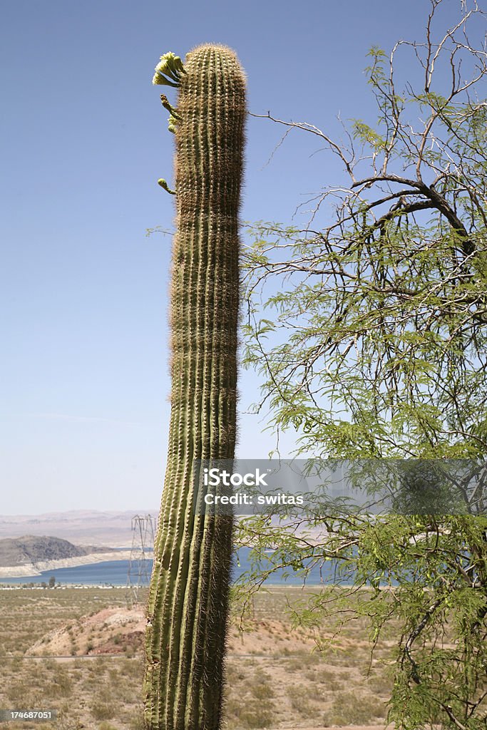 Arizona kaktus - Zbiór zdjęć royalty-free (Bez ludzi)
