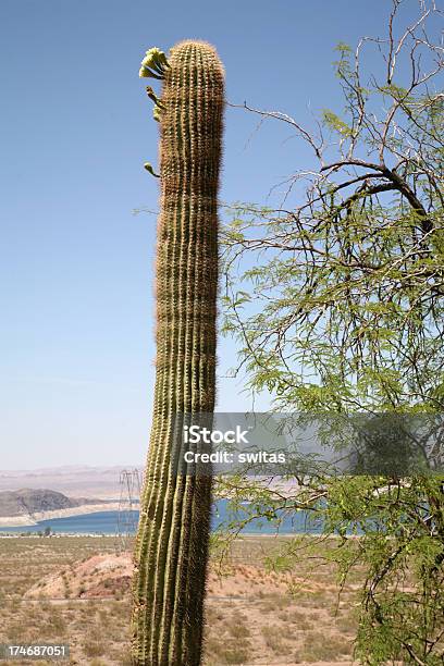 Arizona Kaktus - zdjęcia stockowe i więcej obrazów Bez ludzi - Bez ludzi, Dzień, Fotografika