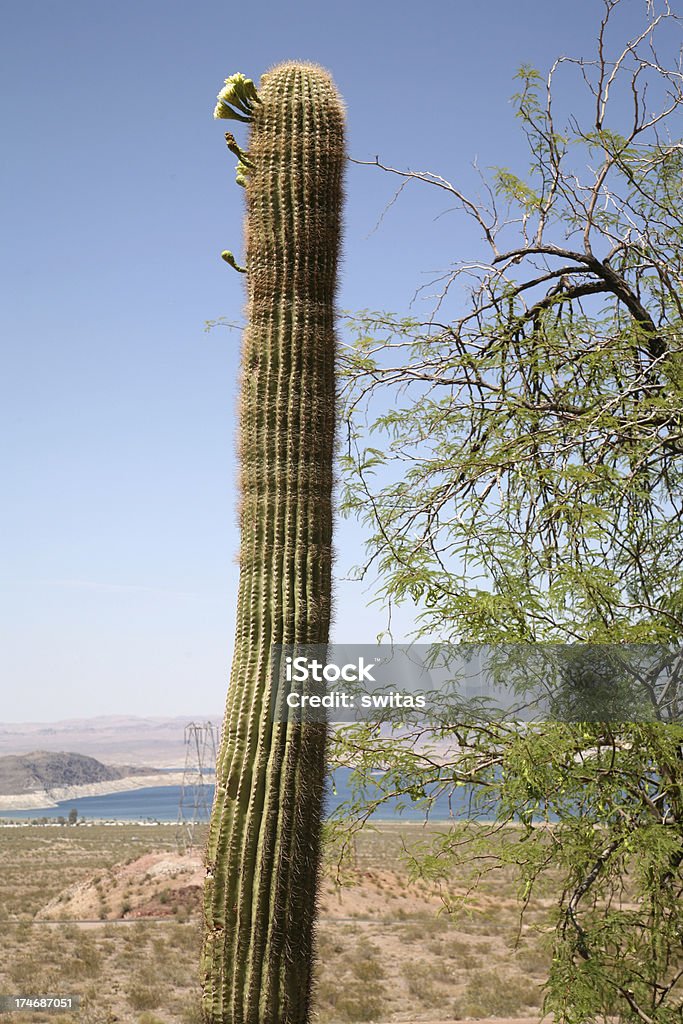 Cactos do Arizona - Foto de stock de Alto - Descrição Geral royalty-free