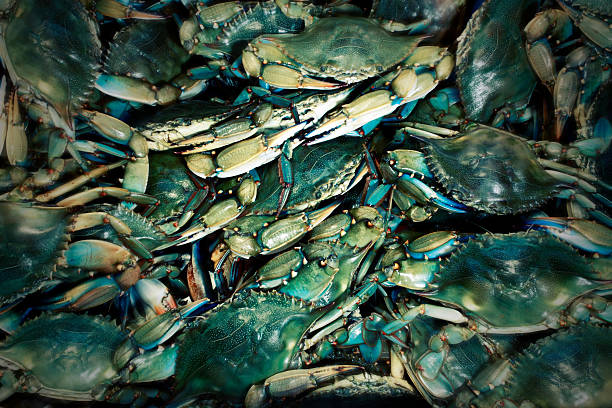 cool blue crab hintergrund-effekt - maryland blue crab stock-fotos und bilder