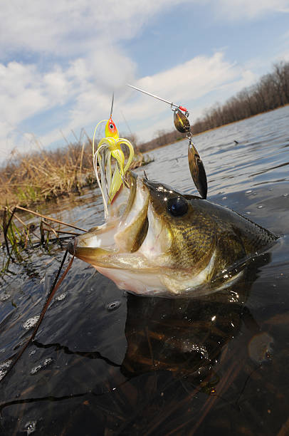 Just a nice bass caught on a spinnerbait in a farm pond.