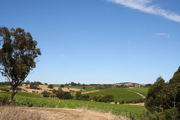 istock Vineyards in South Australia 174687543