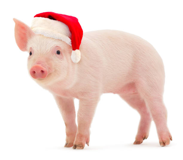 Pig in a red Santa Claus hat. stock photo