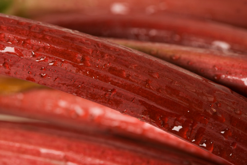 a macro image of rhubarb