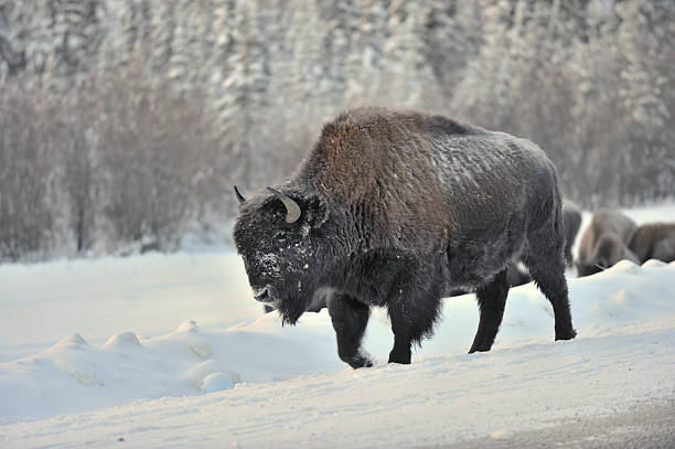 istock Bison in the Snow near Yellowknife. 174687815