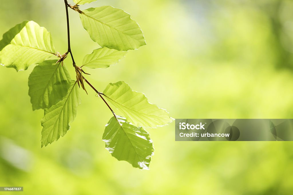 Feuilles de printemps - Photo de Arbre à feuilles caduques libre de droits
