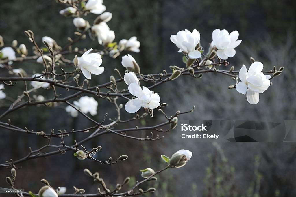 Drzewa Magnolii w kwiecie z szarym tle. - Zbiór zdjęć royalty-free (Bez ludzi)