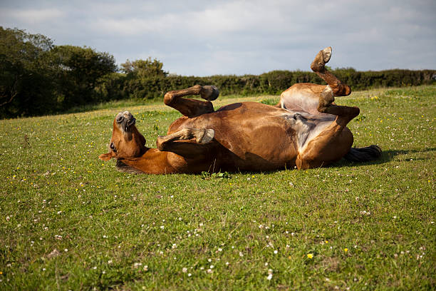 istock chestnut horse rolling in field 174688159