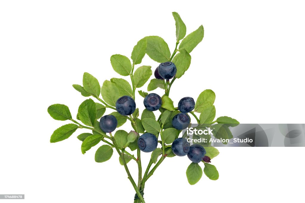 ブルーベリーの植物 - ブルーベリーのロイヤリティフリーストックフォト