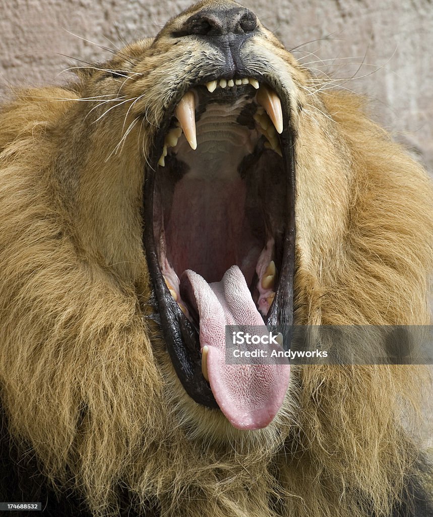 Big Mouth Stock Photo - Download Image Now - Animal, Animal Hair, Animal Mouth - iStock Big Mouth Stock Photo - Download Image Now - Animal, Animal Hair, Animal Mouth - iStock