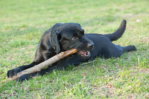 Black Labrador retriever couch on the green grass