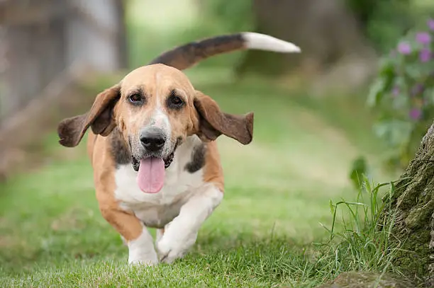 Basset hound running through the grass